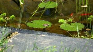 Bassin 250L