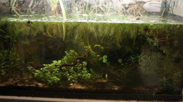 Futur biotop lac Inlé 96L