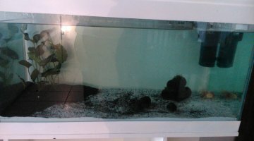240 litres - Axolotls