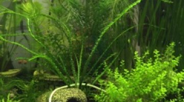 Nano Cube Crevettes