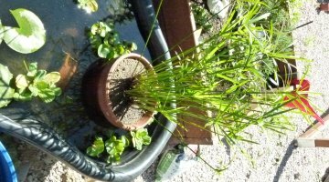 Mon bassin au jardin