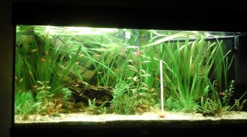 180l amazonien