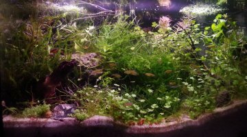 70 litres asiatique