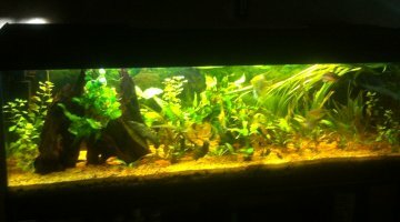 300L Amazonien