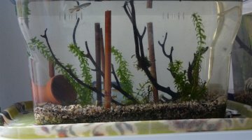 Nano 25 cap lopez