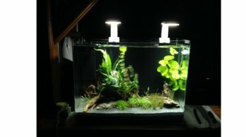 nirox 80L