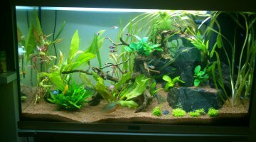 125l planté