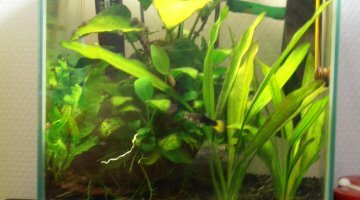 nano aquarium