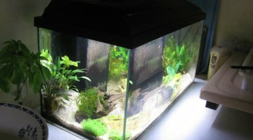 50 litres dominante Asie