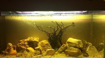 200l Tanganyika
