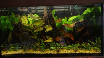 330 L Amazonien