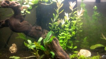 100l Amazonien