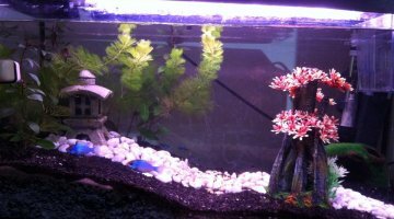 50 litres, spécial ramirezi bleu