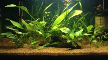 54l biotope australo-guinéen