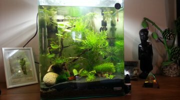 nano 30 litres crevettes