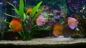 450 L amazonien