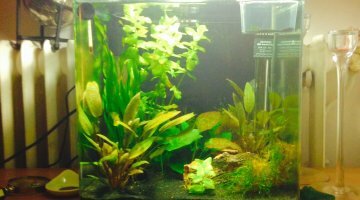 Nano Jungle
