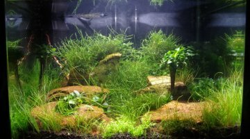 Scaper Tank 35 litres