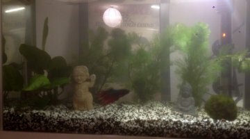 20L Jungle