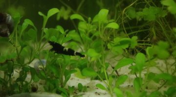 17 litres Blue Tigers