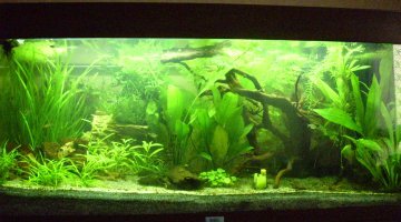 rio 180 semi-low tech