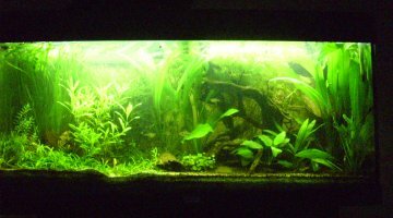rio 180 semi-low tech