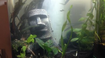 Mollusquarium Rano Raraku