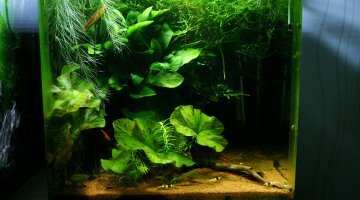 nano 30l spé crevettes