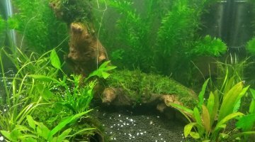 Nano 60l