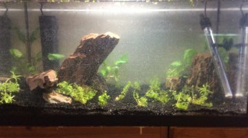 60l RC feat japonica