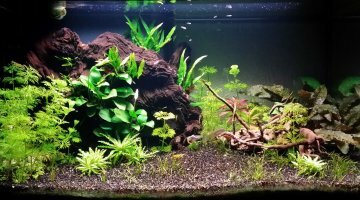 Mon premier 60 litres planté