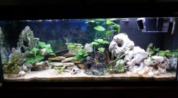 300litres Tanganyika
