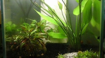 nanocube 20L
