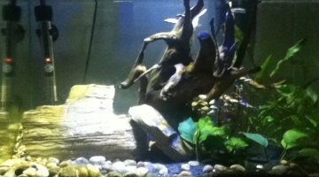 60 litres asiatique