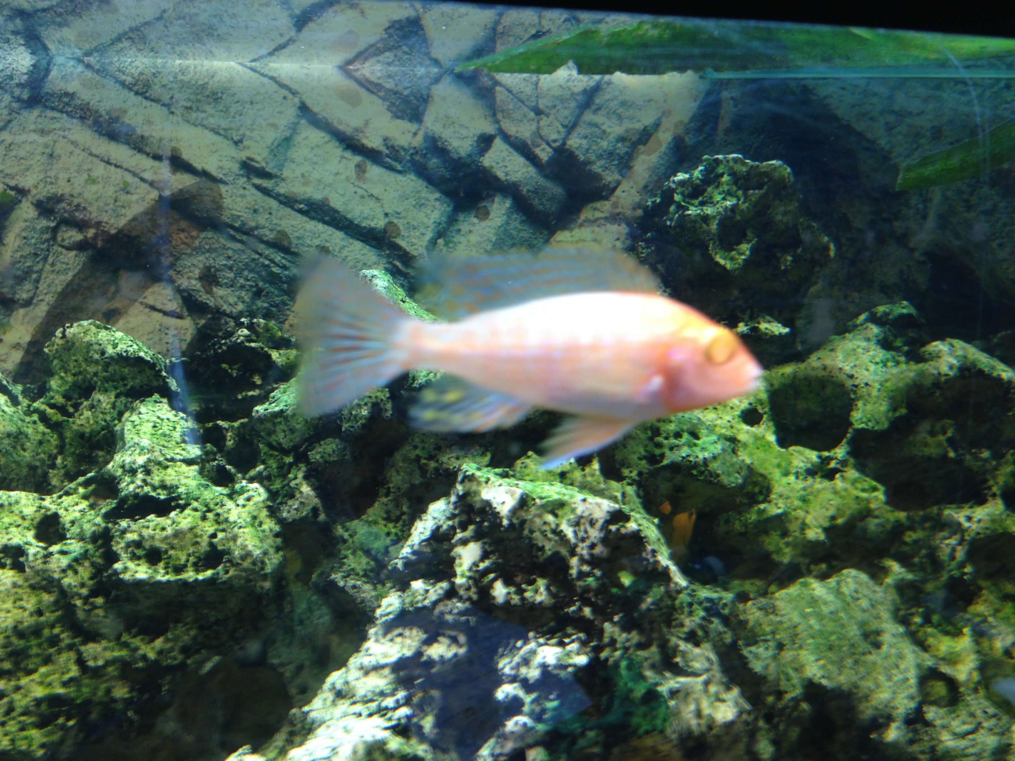 cichlidé albinos du malawi