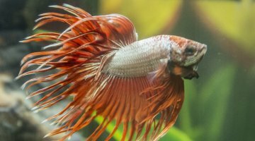 Nano 20 litres pour un Betta S