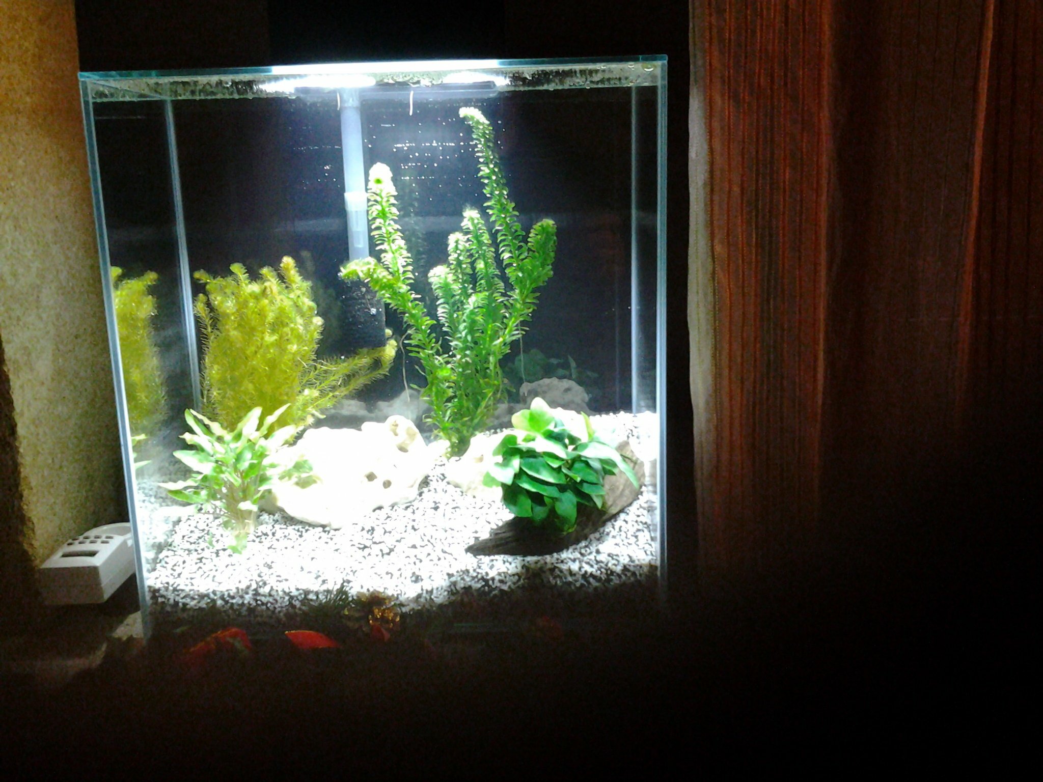 aquarium 9 jours après sa mise en eau avec une plante qui jaunit
