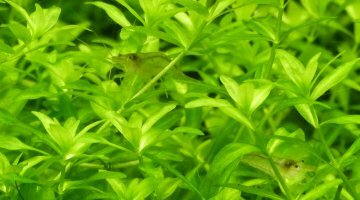 Dans l'hémianthus micranthémoide