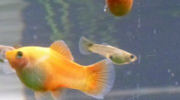 2 femelles orange