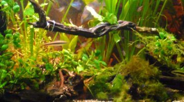 400 litres espèces américaines