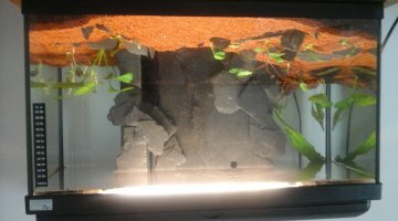 tendance aquascape