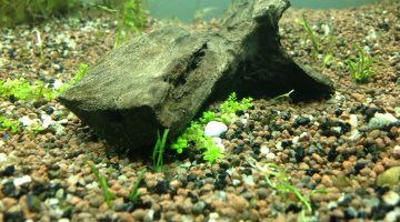 Lido 120L