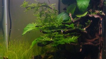 Nano scape 30L crevette