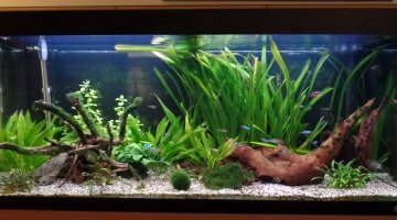 240L Amazonien