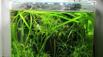 nano 20l