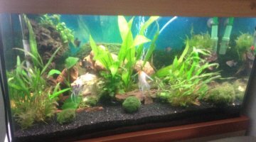 120l cichlidé