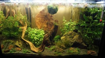 60L crevettes et ...