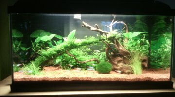 Planté