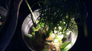Mon petit bassin d intérieur