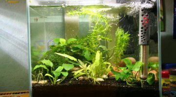 14 litres crevette